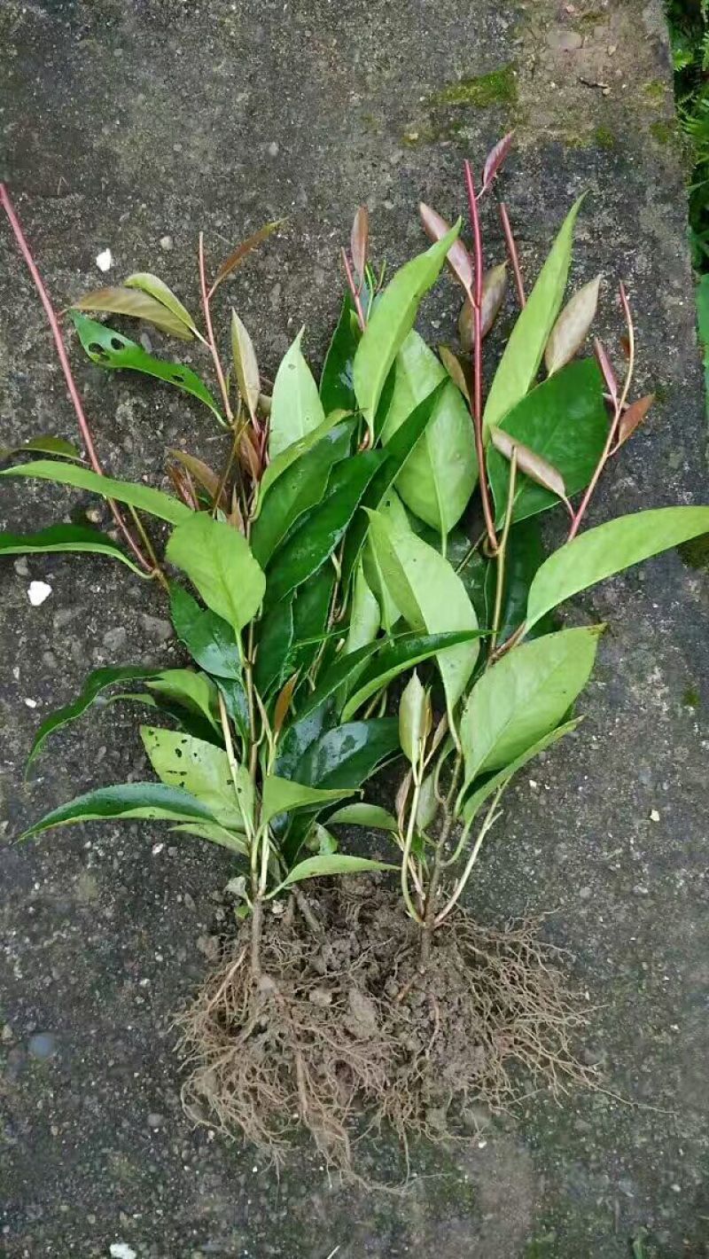 布福娜树苗30~50cm