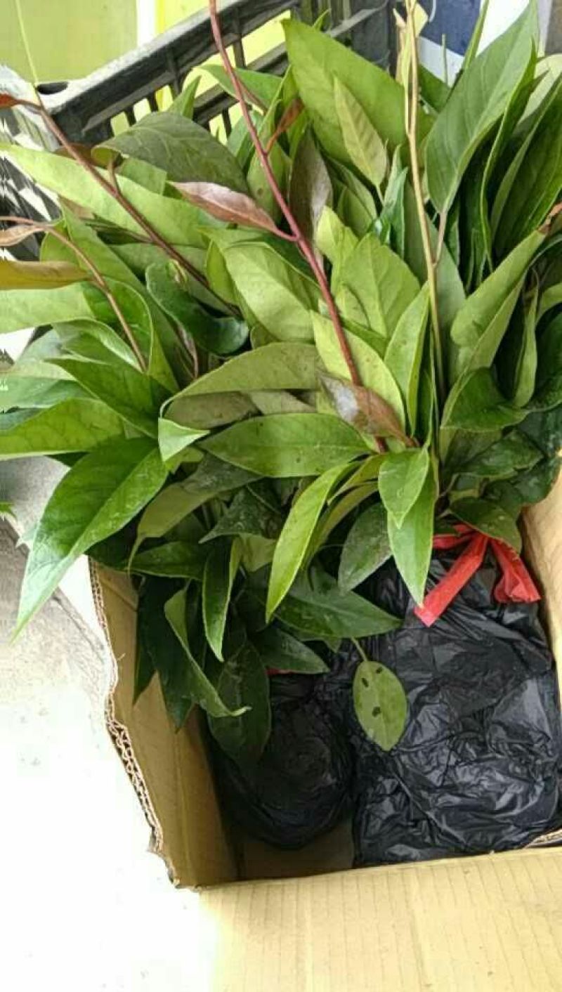 布福娜树苗30~50cm