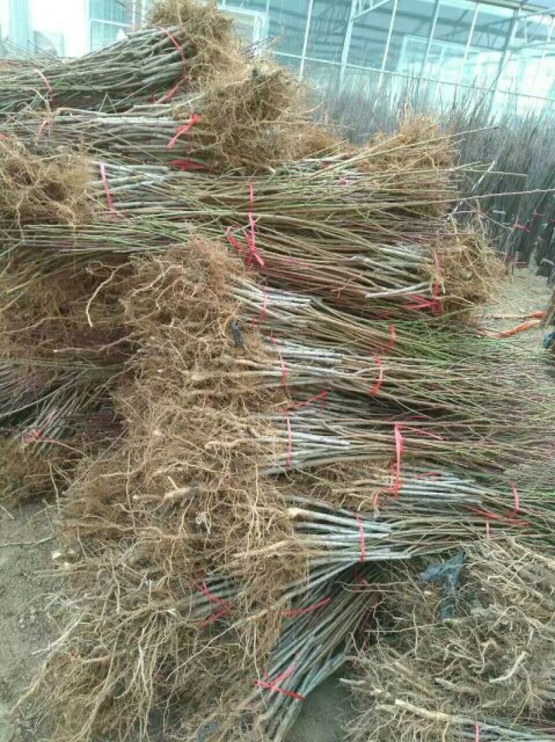 珍珠枣油桃冬雪蜜中油4桃树苗一年生