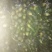 青萝卜0.2~1斤起
