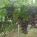 夏黑葡萄苗1年30cm以下