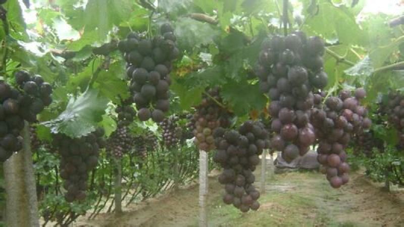 夏黑葡萄苗1年30cm以下