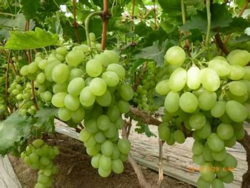 夏黑葡萄苗1年30cm以下
