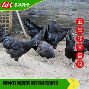 绿壳蛋鸡苗出壳苗35~45克通货