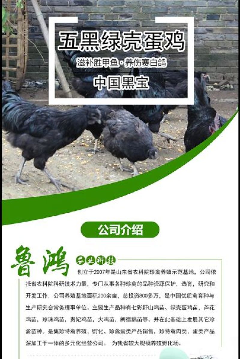 绿壳蛋鸡苗出壳苗35~45克通货