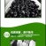 绿壳蛋鸡苗出壳苗35~45克通货