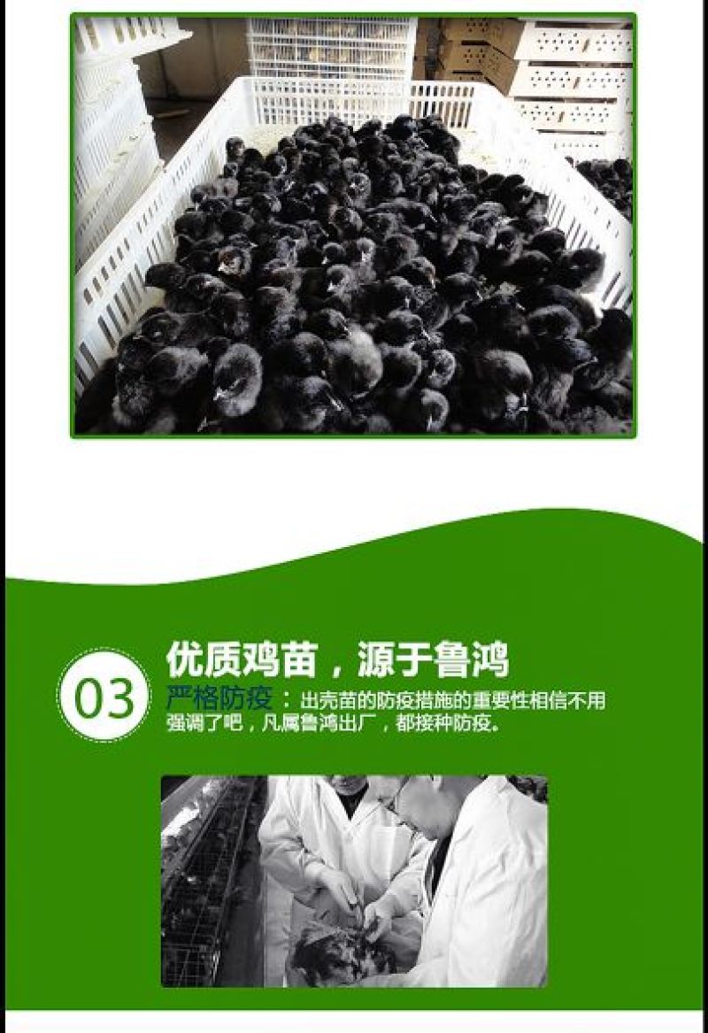绿壳蛋鸡苗出壳苗35~45克通货