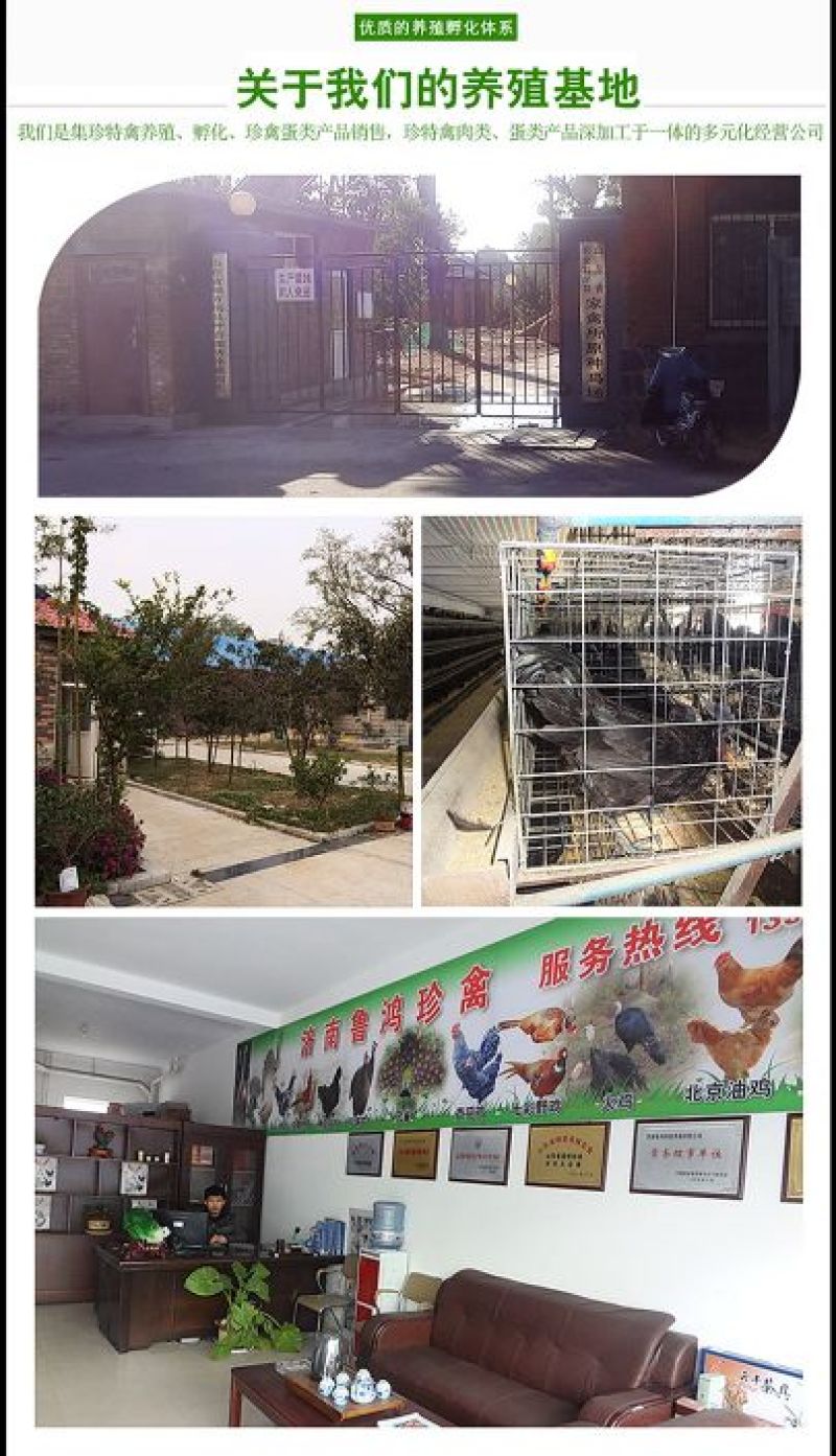 绿壳蛋鸡苗出壳苗35~45克通货