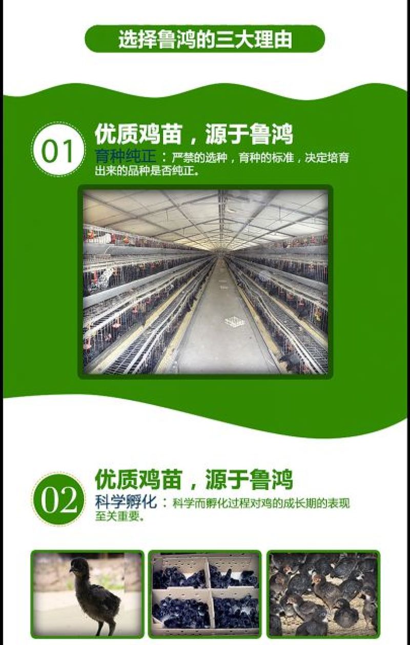 绿壳蛋鸡苗出壳苗35~45克通货