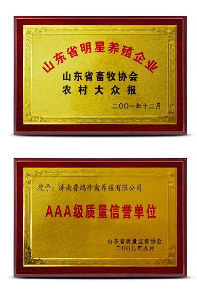 绿壳蛋鸡苗出壳苗35~45克通货