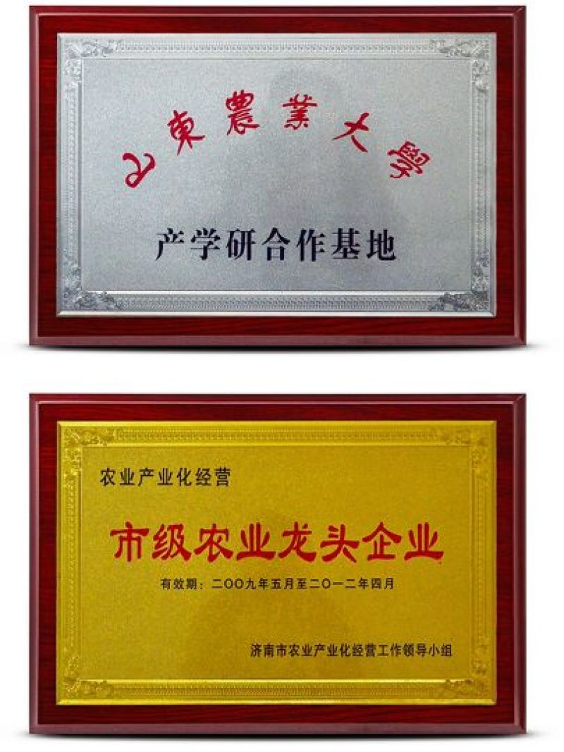 绿壳蛋鸡苗出壳苗35~45克通货