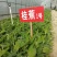 红香蕉苗一级良种1~2年