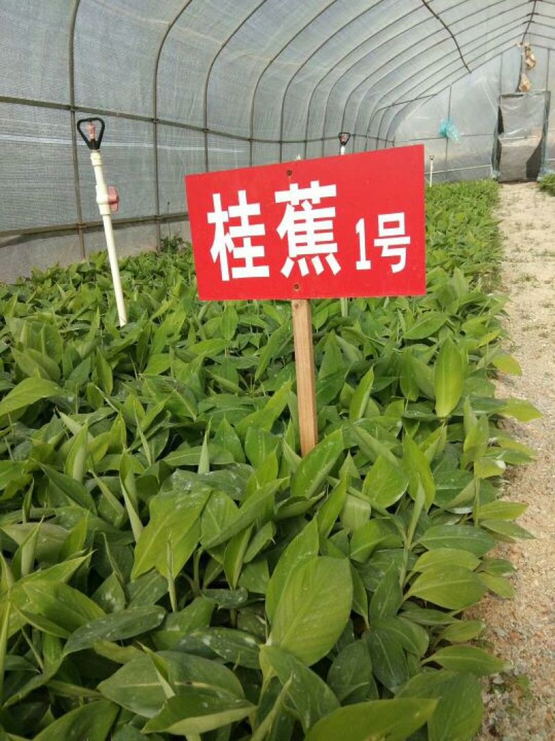 红香蕉苗一级良种1~2年