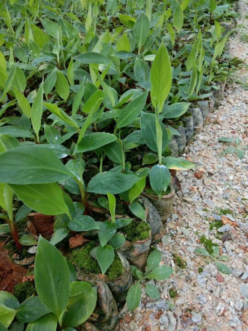 红香蕉苗一级良种1~2年