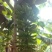 红香蕉苗一级良种1~2年