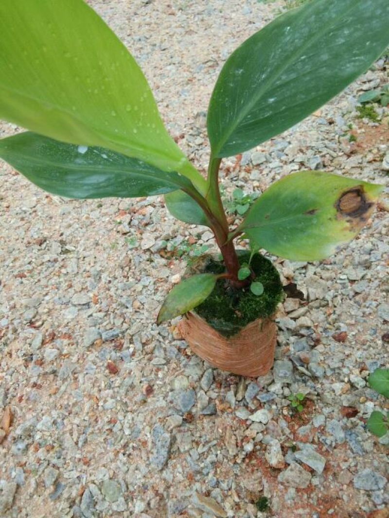 红香蕉苗一级良种1~2年
