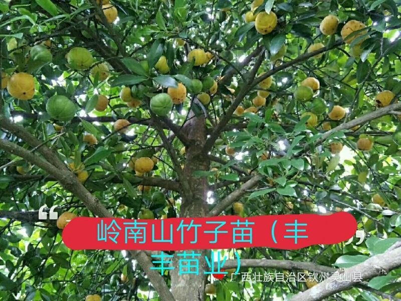 岭南山竹子苗