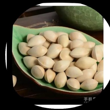 银杏果