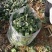大叶菠菜15~20厘米