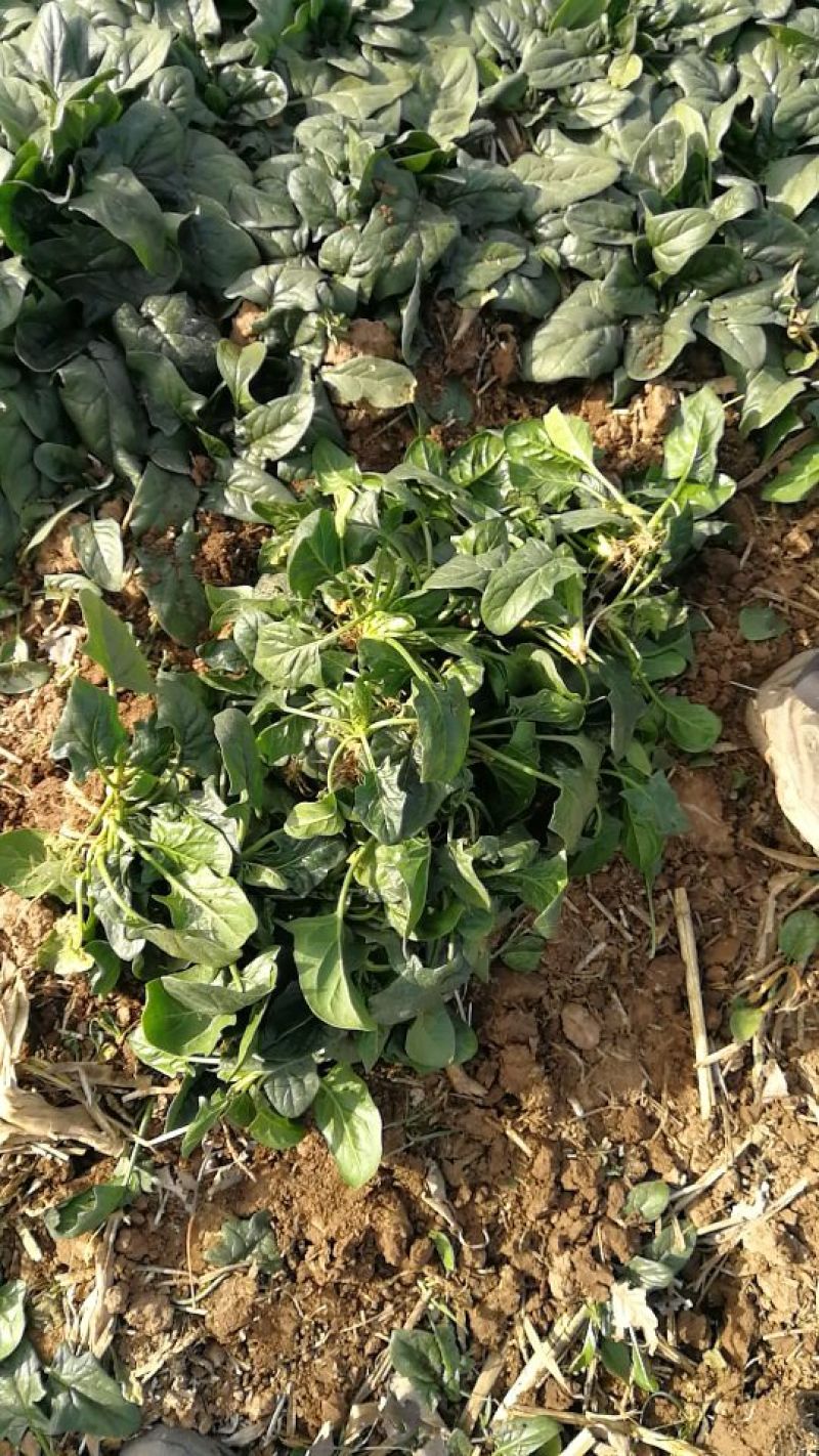 大叶菠菜15~20厘米