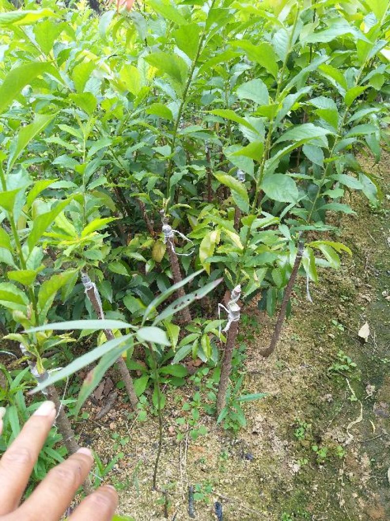 三华李树苗早熟的晚熟的