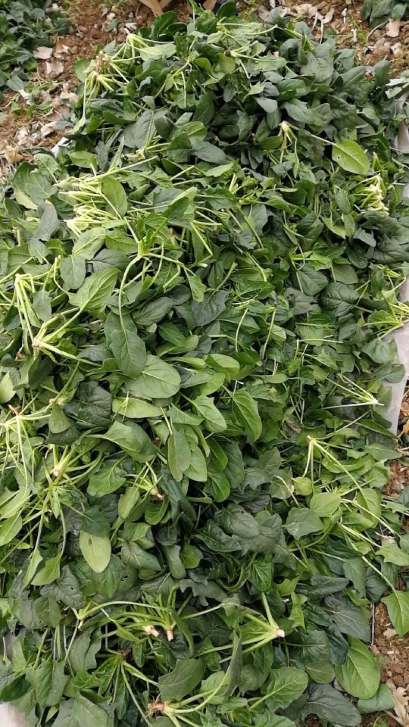 大叶菠菜15~20厘米