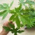 木瓜树苗10~20cm