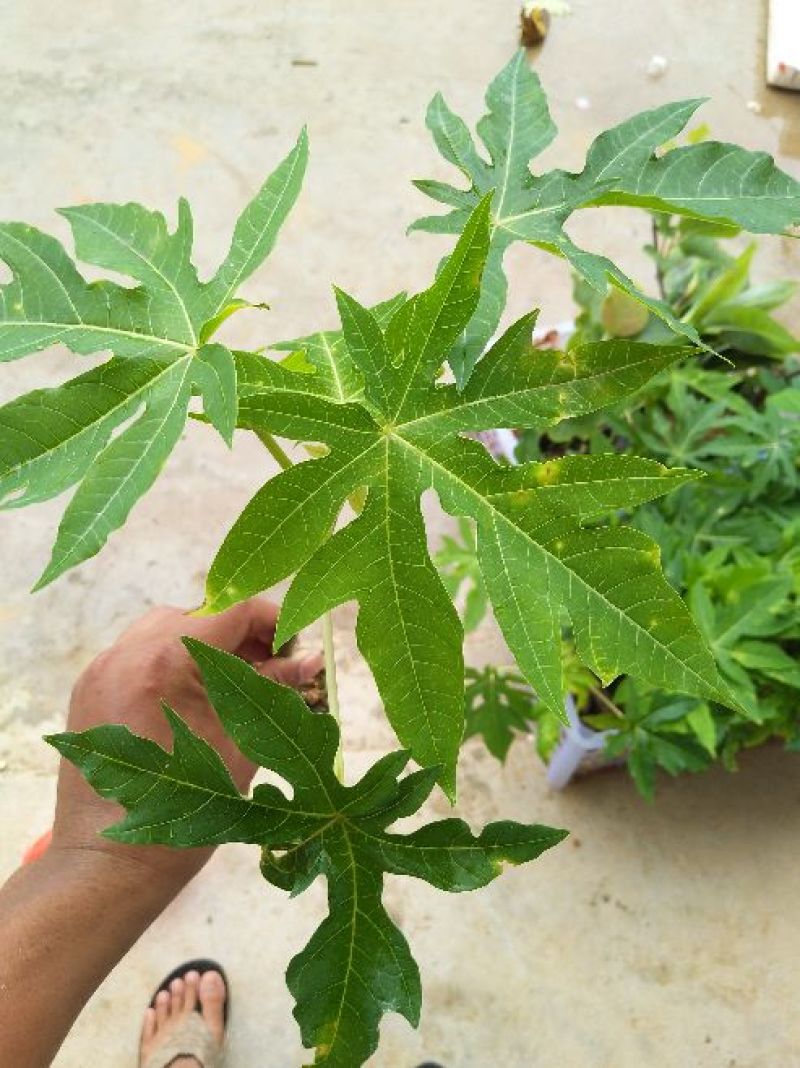 木瓜树苗10~20cm
