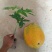 木瓜树苗10~20cm