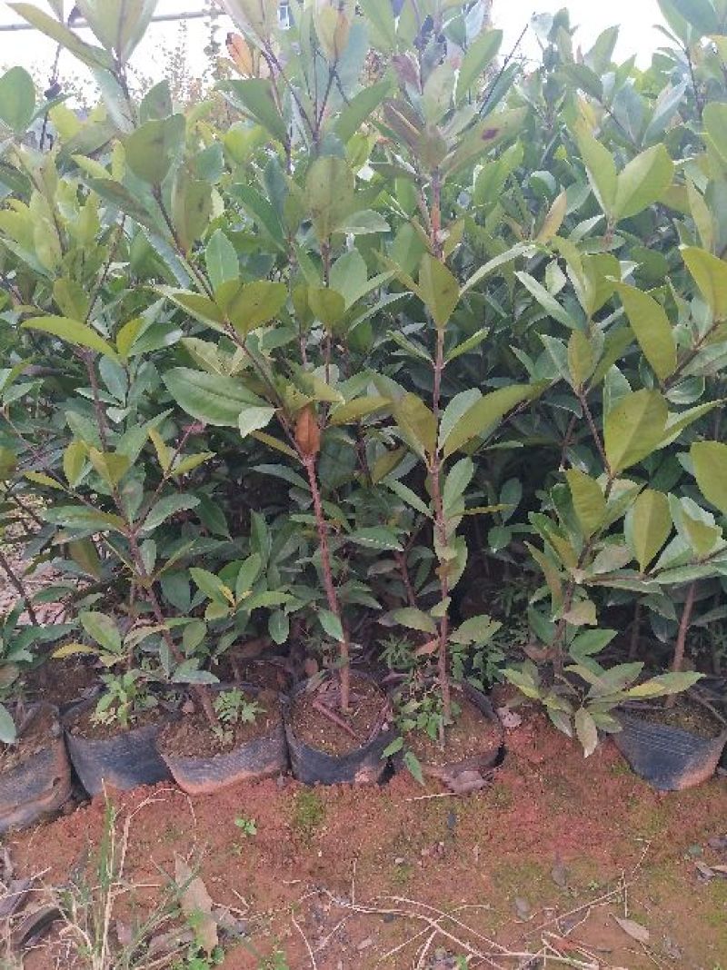 樱桃树苗1年20~30cm