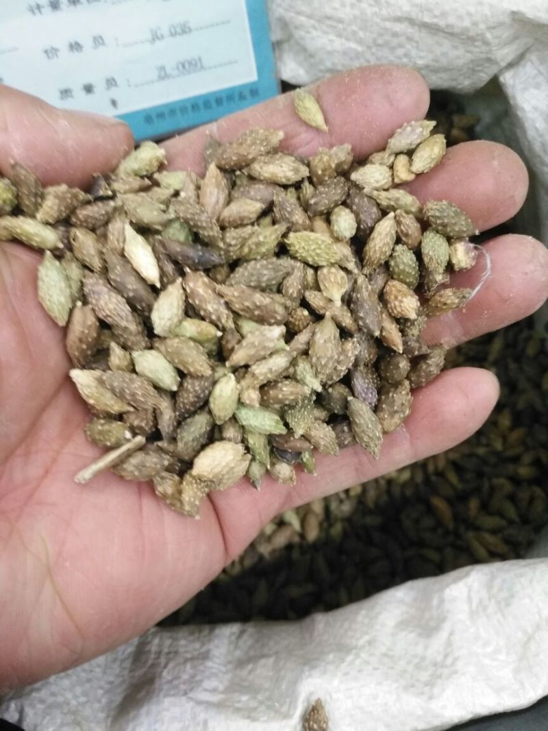 苍耳子内蒙1公斤起批无硫无添加不包邮正品