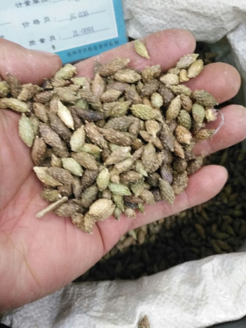 苍耳子内蒙1公斤起批无硫无添加不包邮正品