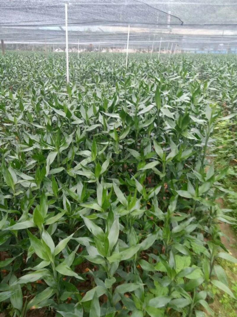 富贵竹2cm以下