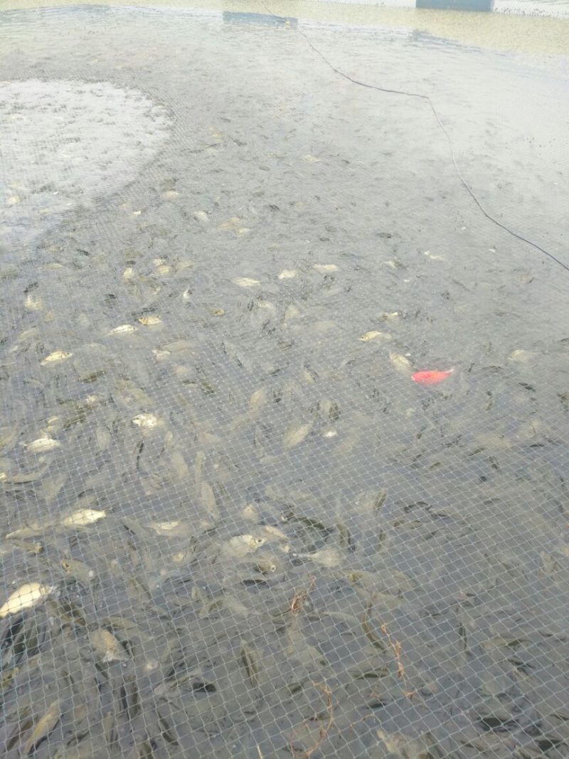 黄金鲫食用