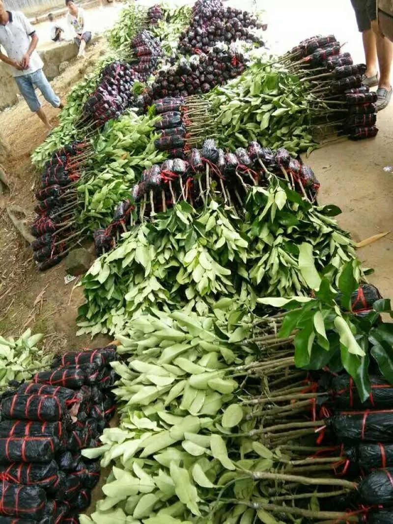 柚子树苗三红蜜柚苗正品嫁接苗