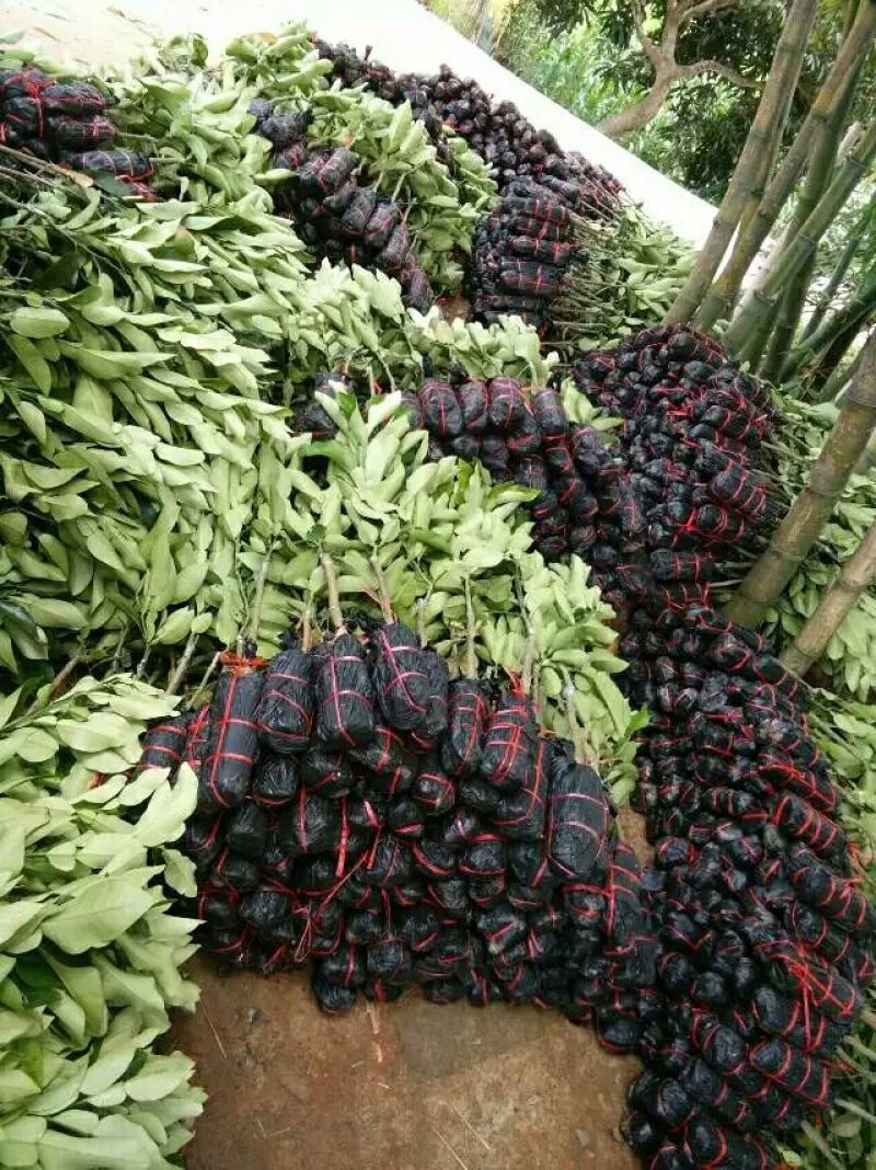 柚子树苗三红蜜柚苗正品嫁接苗