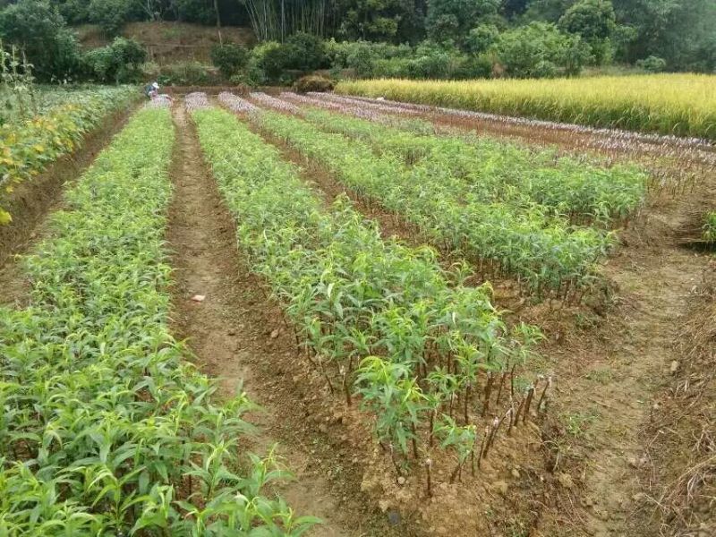广西水蜜桃树苗正品嫁接苗