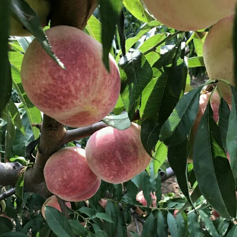 广西水蜜桃树苗正品嫁接苗