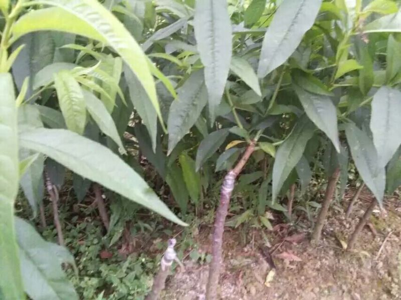 广西水蜜桃树苗正品嫁接苗