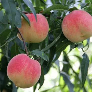 广西水蜜桃树苗正品嫁接苗