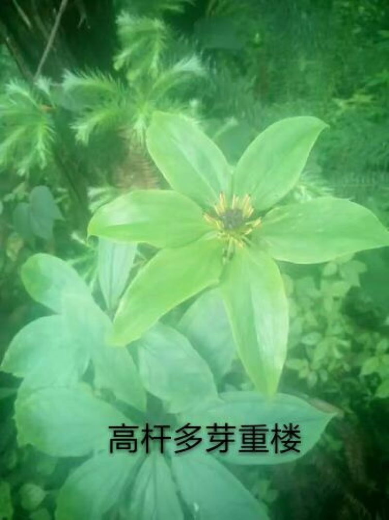 重楼统个鲜货