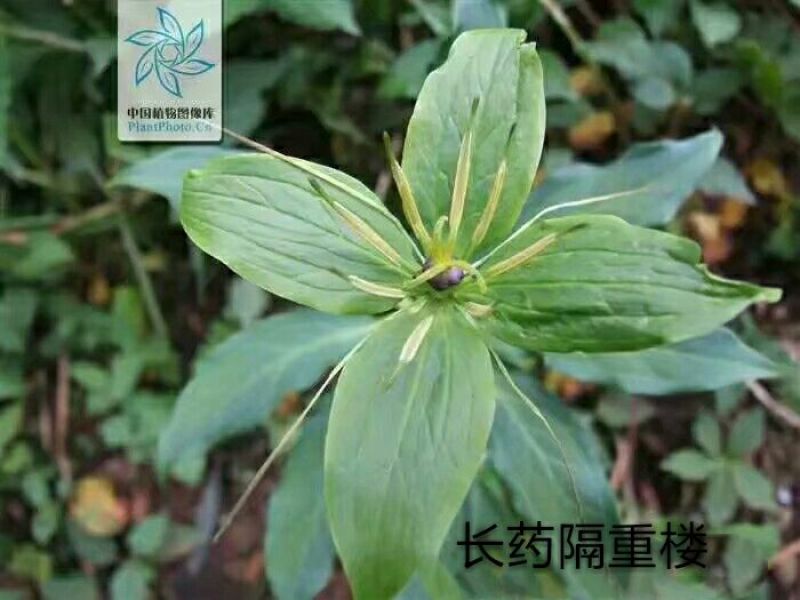重楼统个鲜货