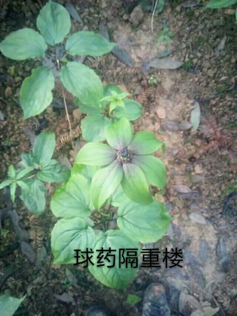 重楼统个鲜货