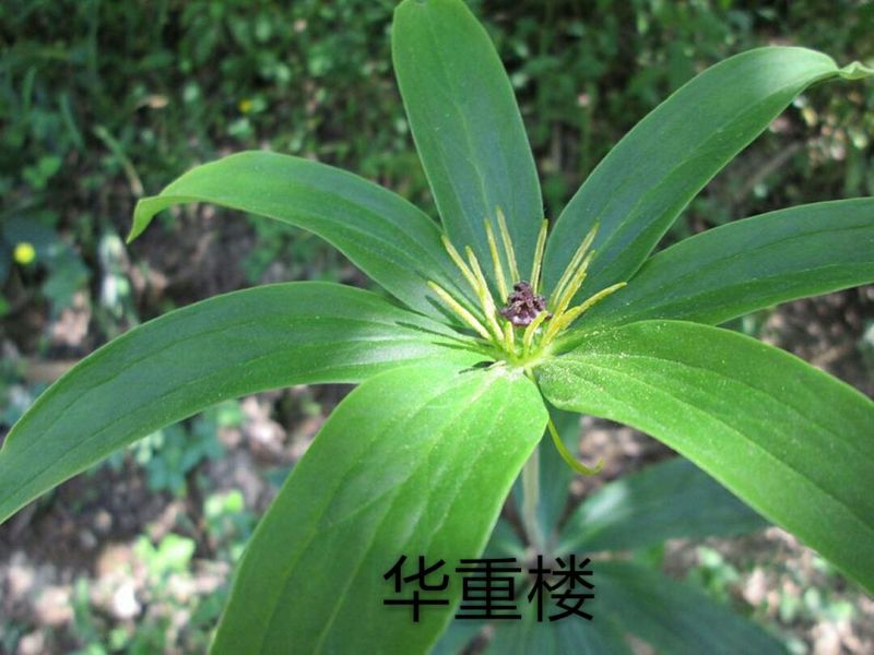 重楼统个鲜货
