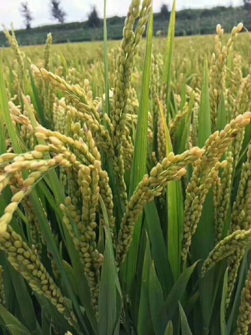 大米一级新米