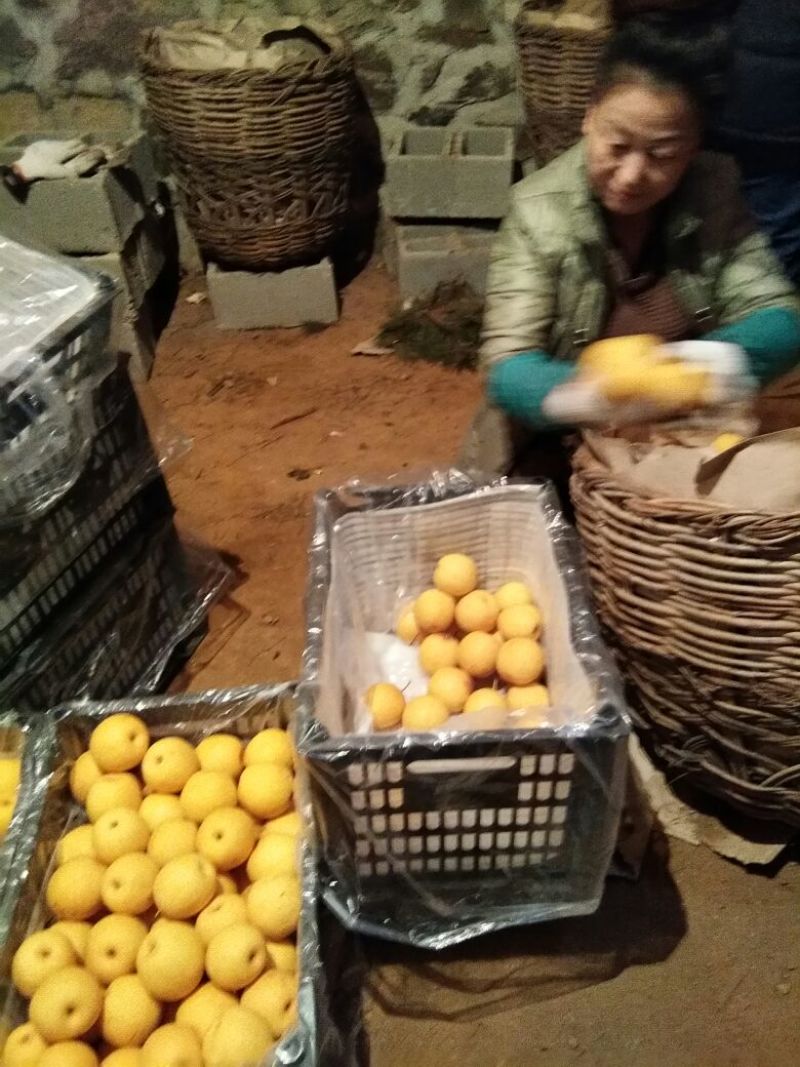 精品白梨大量供应有需要的老板通过一亩田与我联系