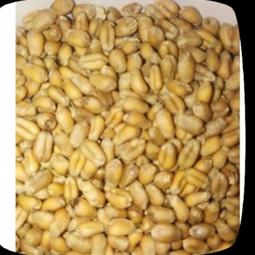 小麦12.5%以下