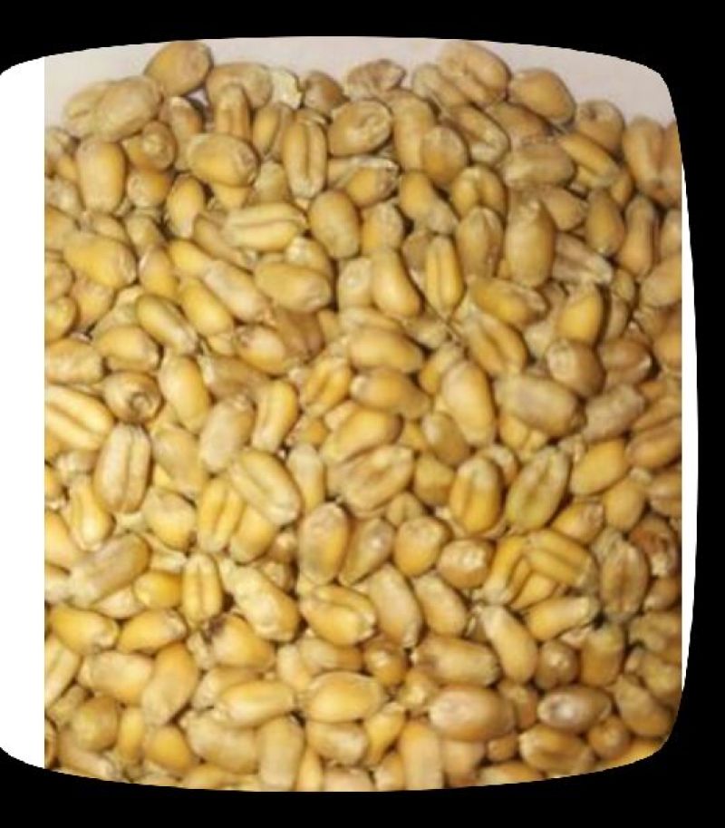 小麦12.5%以下