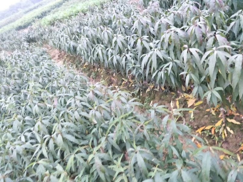 阳山水蜜桃树苗50~70cm