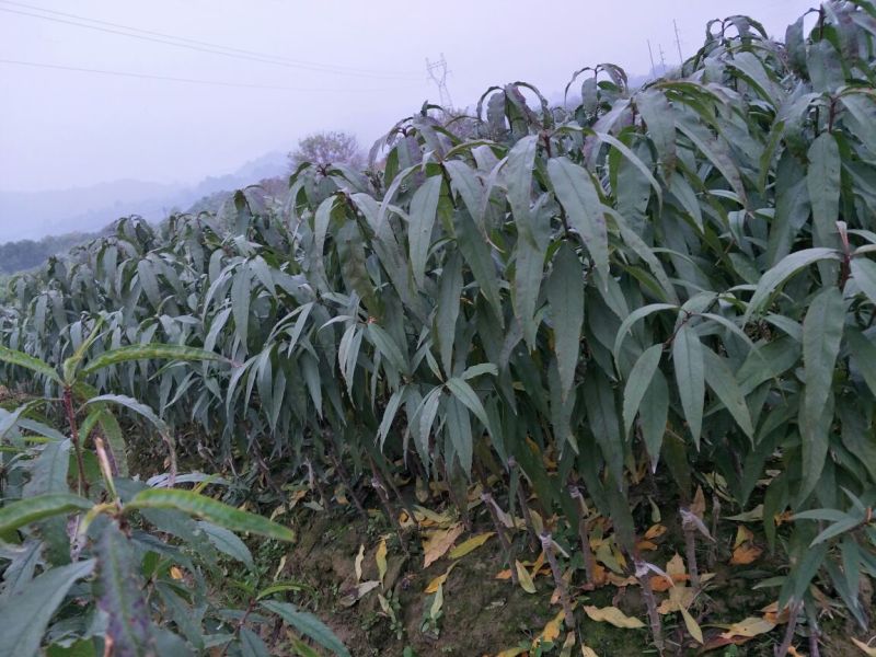 阳山水蜜桃树苗50~70cm